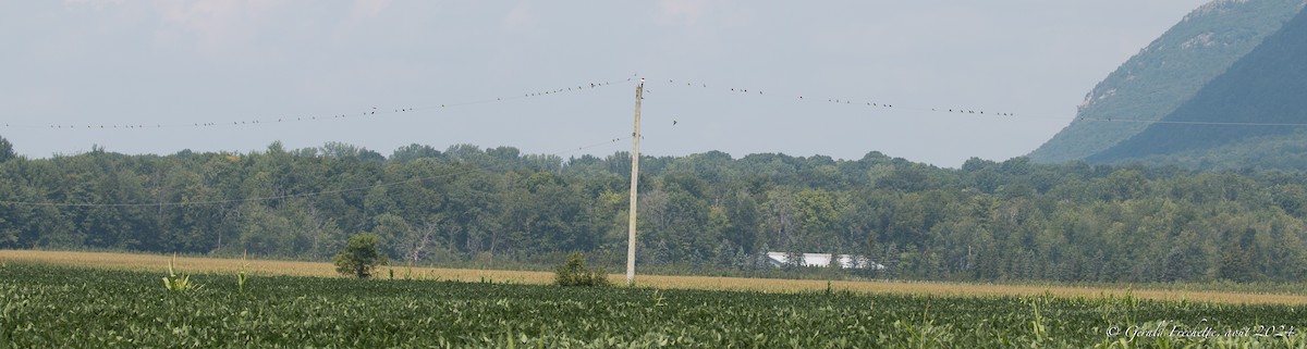Tree Swallow - ML622172862