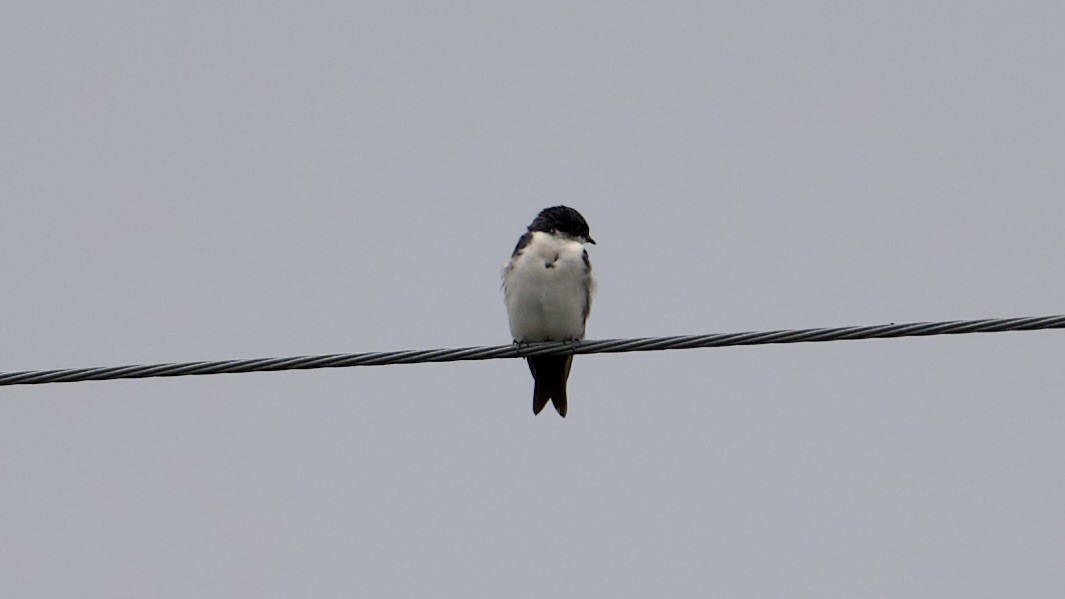 Blue-and-white Swallow - ML622172891