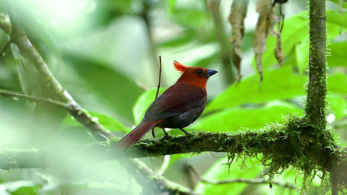 Crested Ant-Tanager - ML622172921