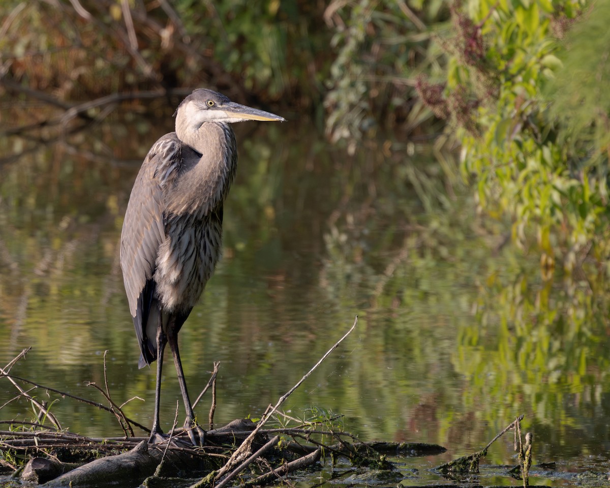 Great Blue Heron - ML622172957