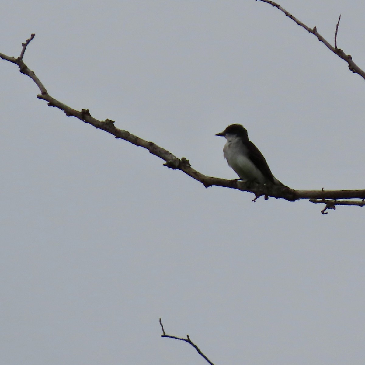 Eastern Kingbird - ML622172993