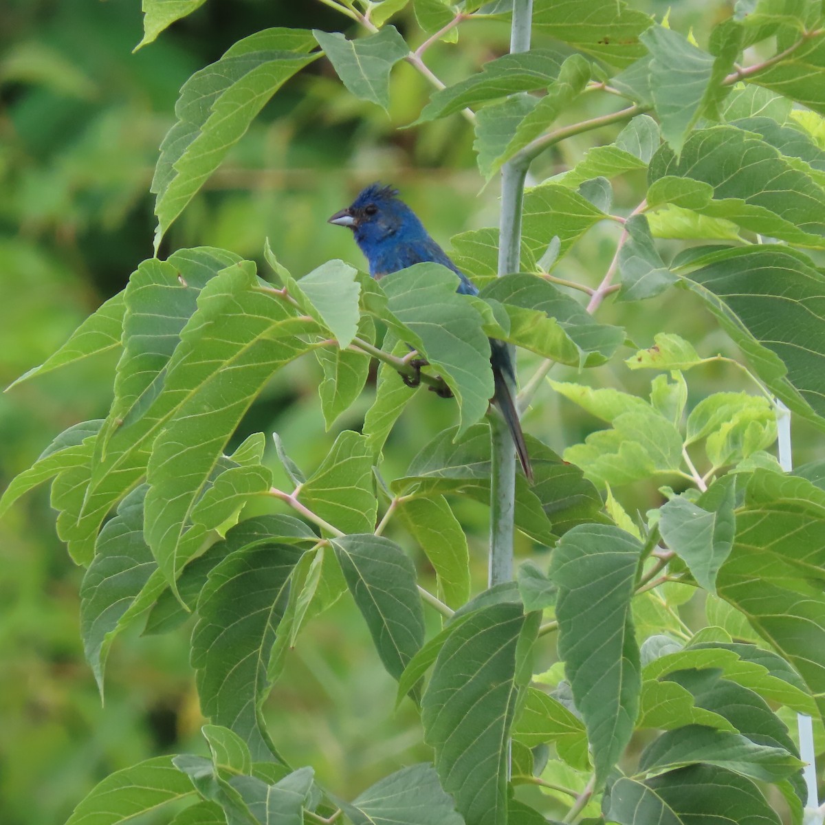 Indigo Bunting - ML622173028