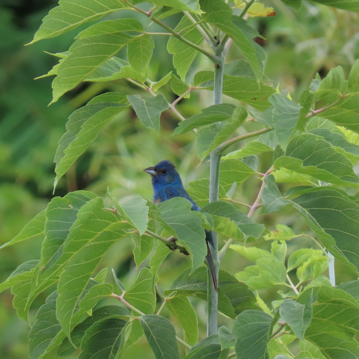 Passerin indigo - ML622173029