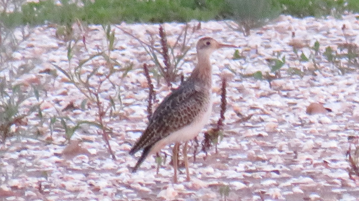 Upland Sandpiper - ML622173052