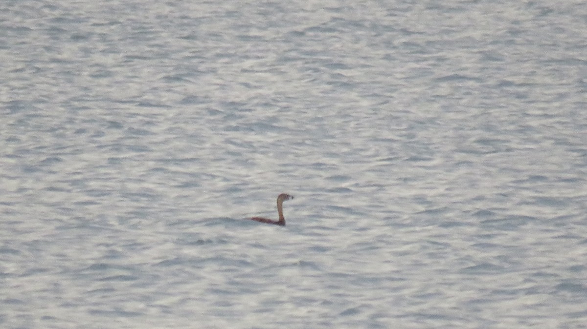 Pied-billed Grebe - ML622173077