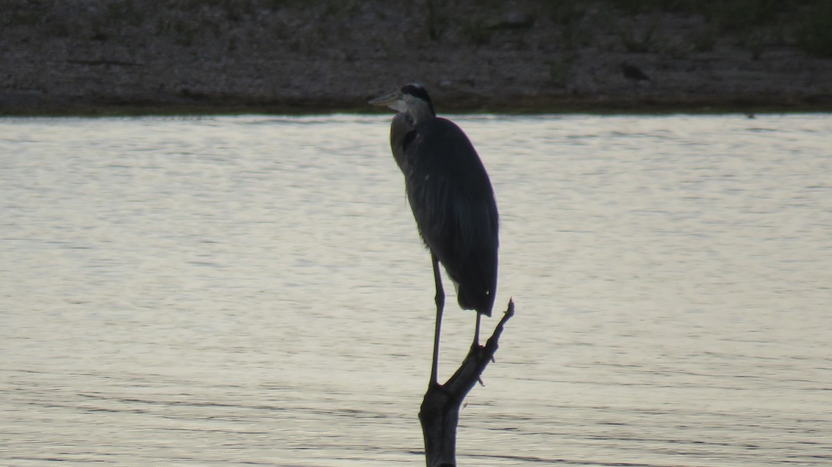 Great Blue Heron - ML622173092