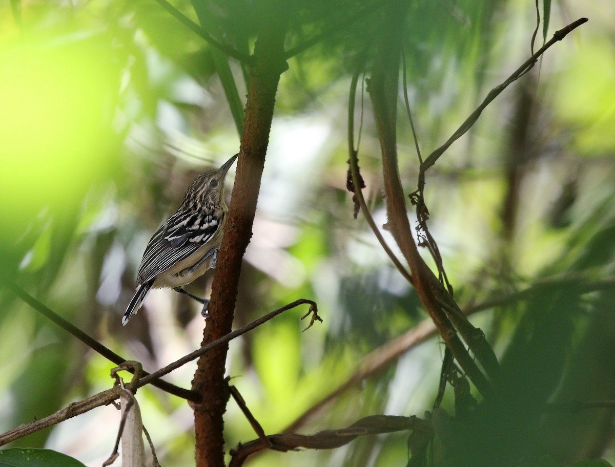 Stripe-chested Antwren - Richard Greenhalgh