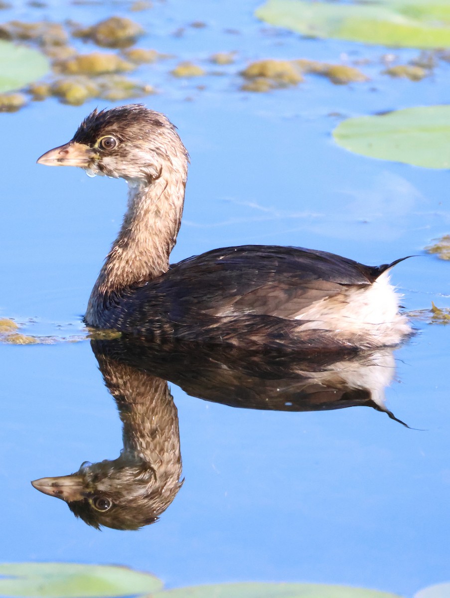 Pied-billed Grebe - ML622173170