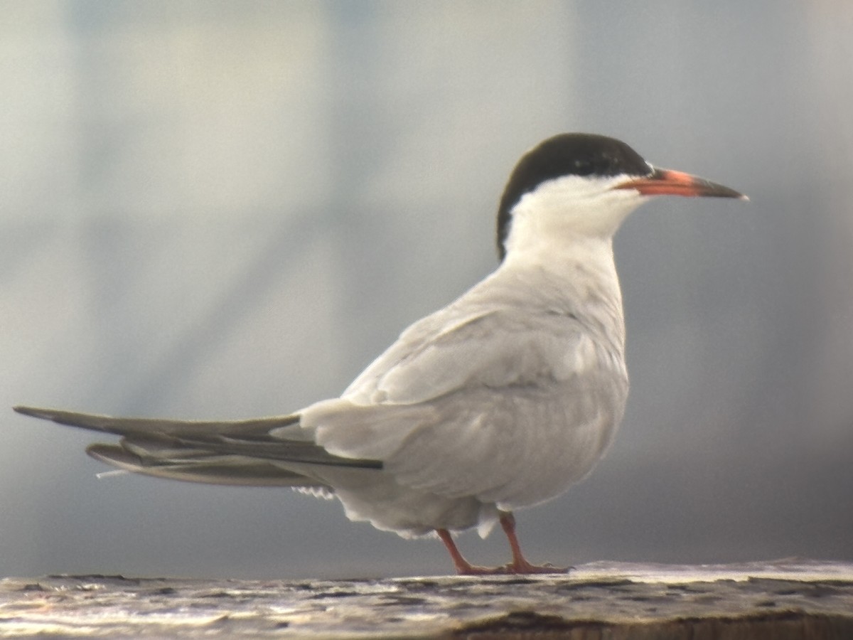 Common Tern - ML622173220