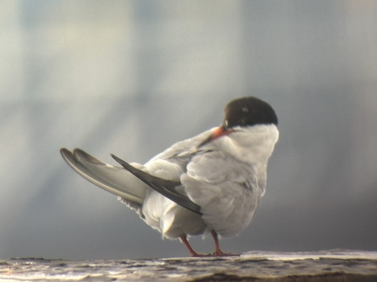 Common Tern - ML622173221