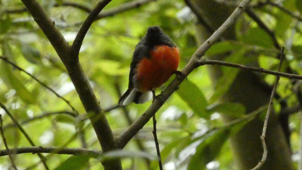 Slate-throated Redstart - ML622173286