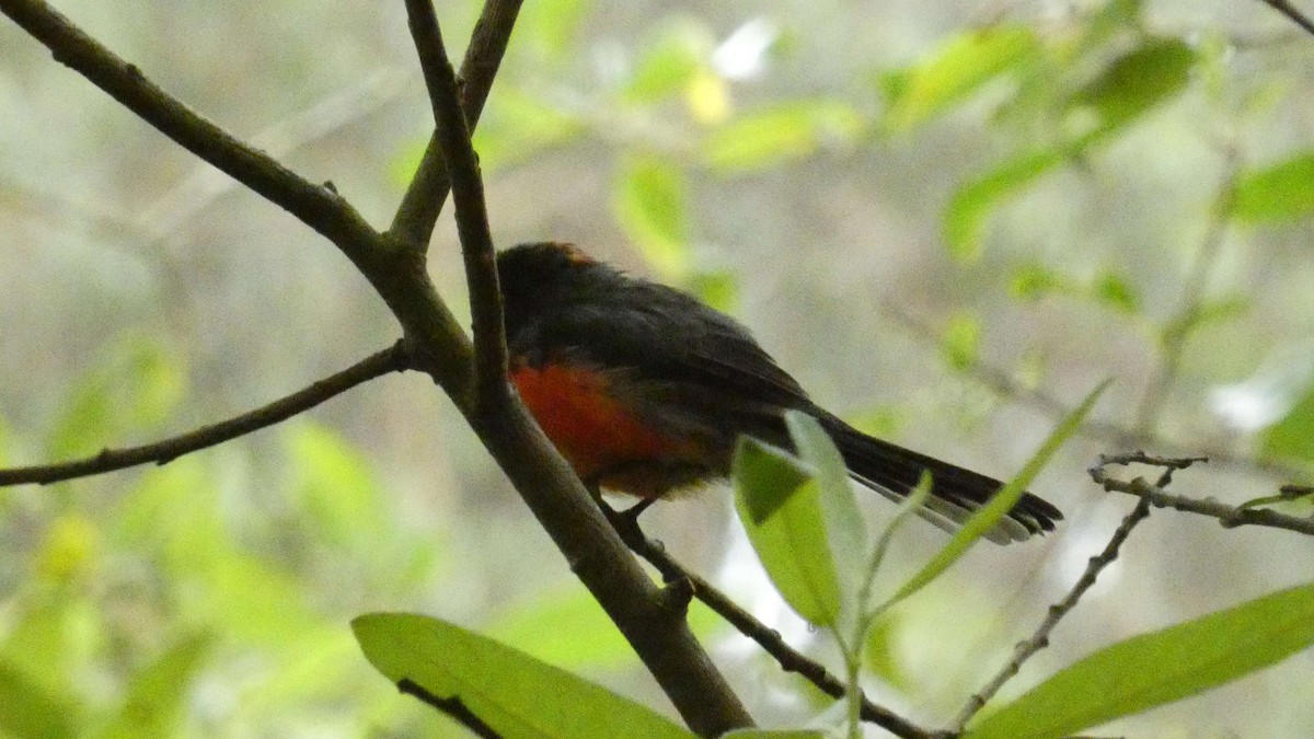 Slate-throated Redstart - ML622173287