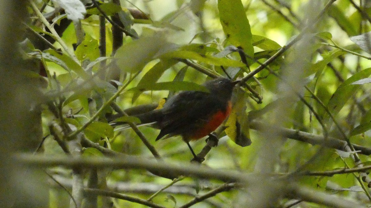 Slate-throated Redstart - ML622173288