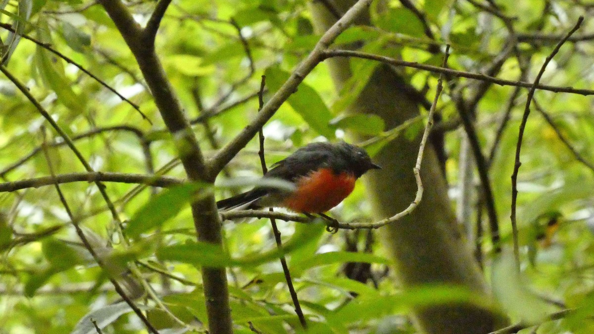 Slate-throated Redstart - ML622173289