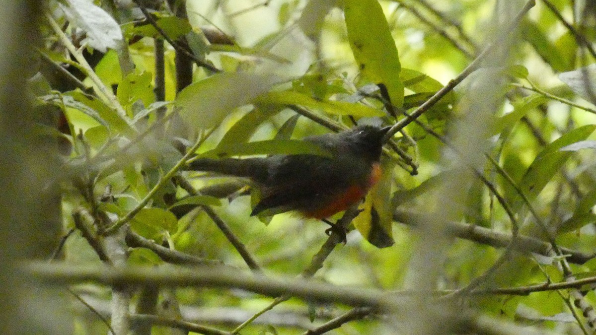 Slate-throated Redstart - ML622173290