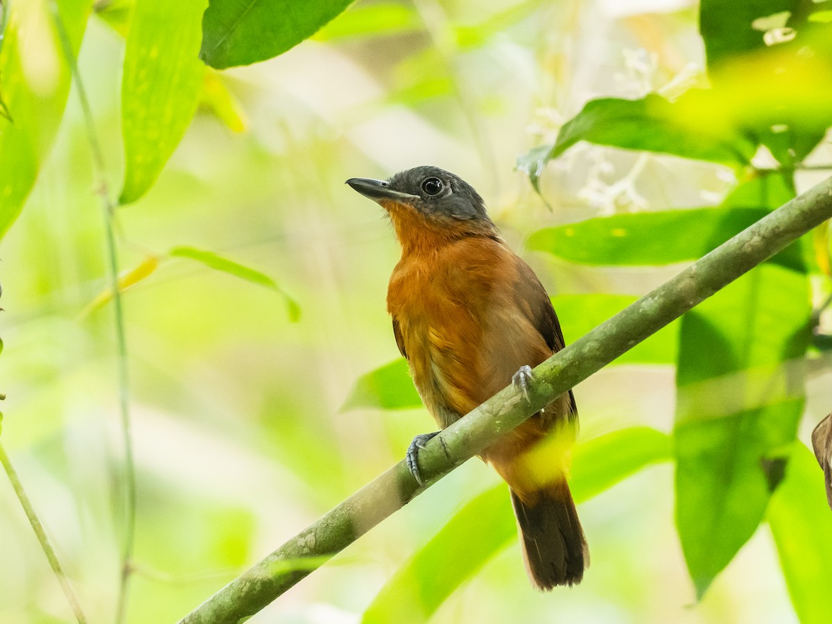 Blackish-gray Antshrike - ML622173306