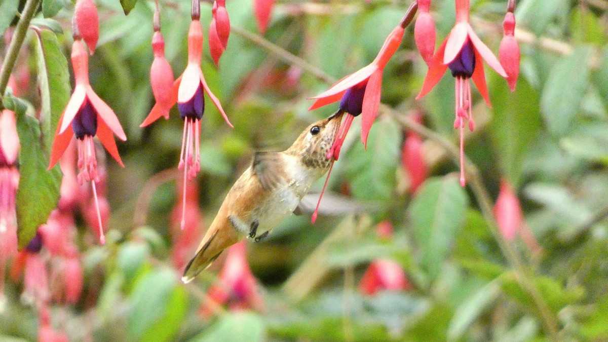 Rufous/Allen's Hummingbird - ML622173311