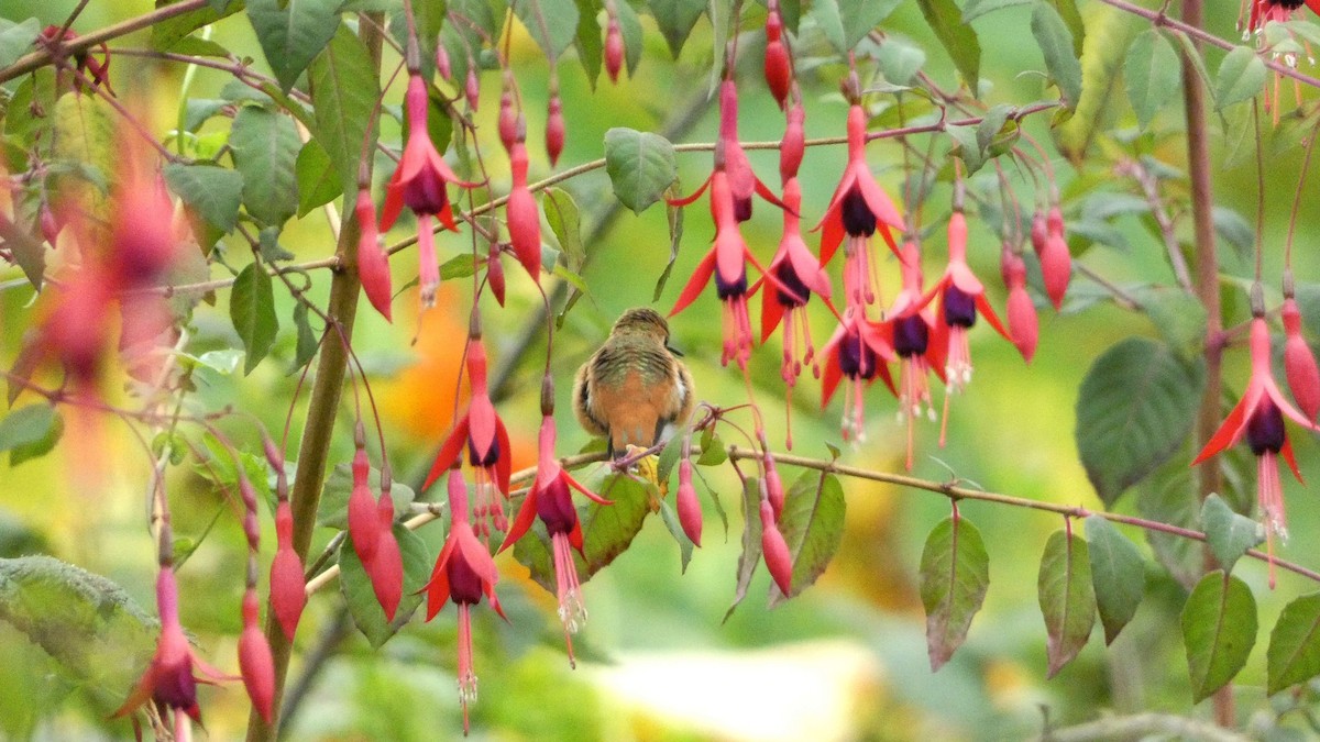 Rufous/Allen's Hummingbird - ML622173312