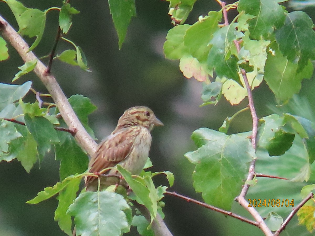 Song Sparrow - Robert Ross