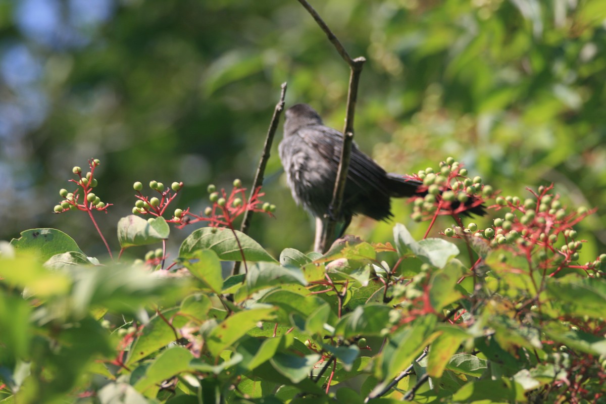 Gray Catbird - ML622173463