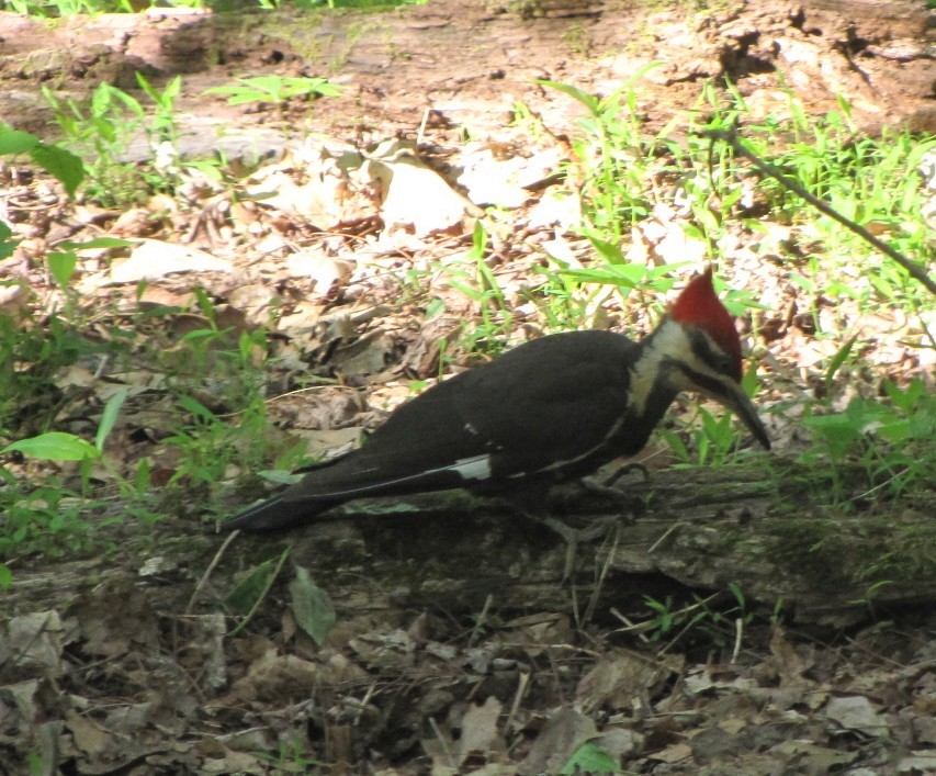 Pileated Woodpecker - ML622173478