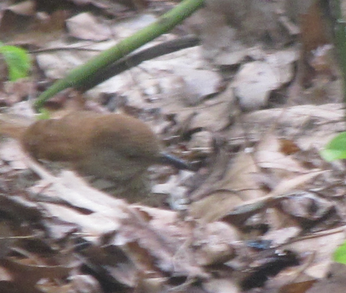 Brown Thrasher - ML622173481