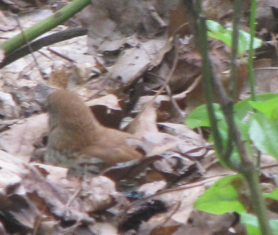 Brown Thrasher - ML622173482