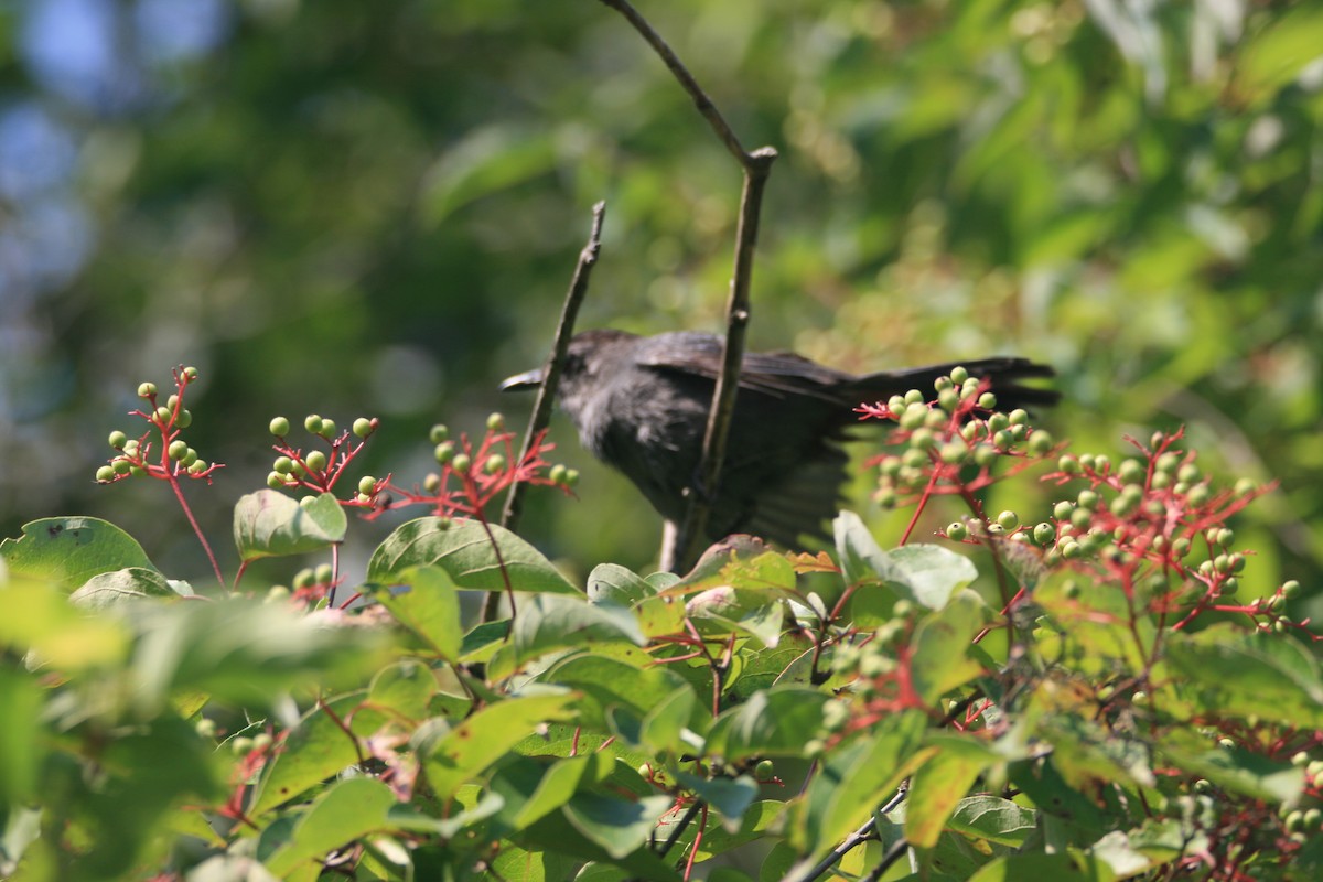 Gray Catbird - ML622173492