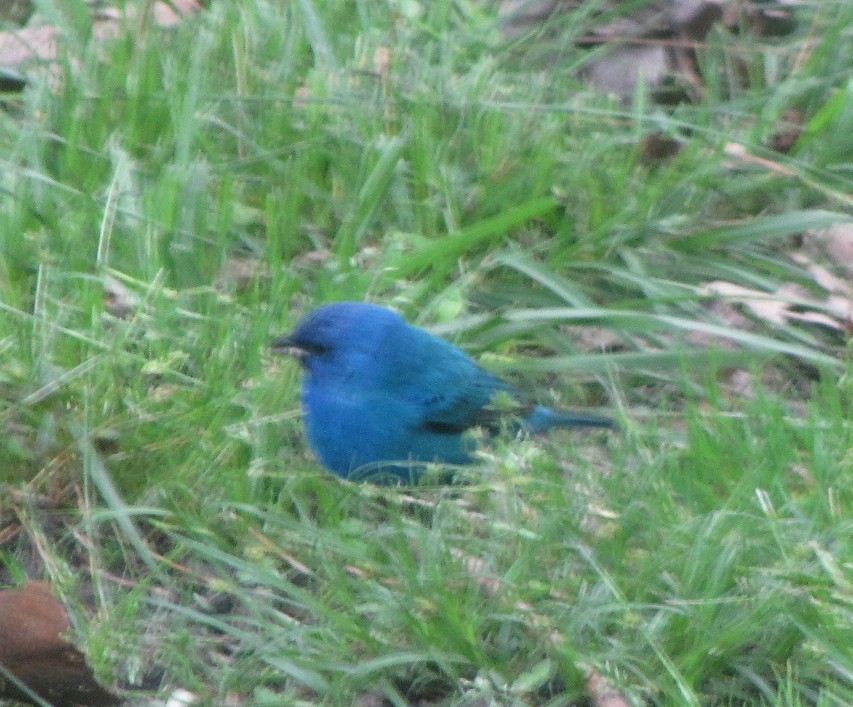 Indigo Bunting - ML622173499