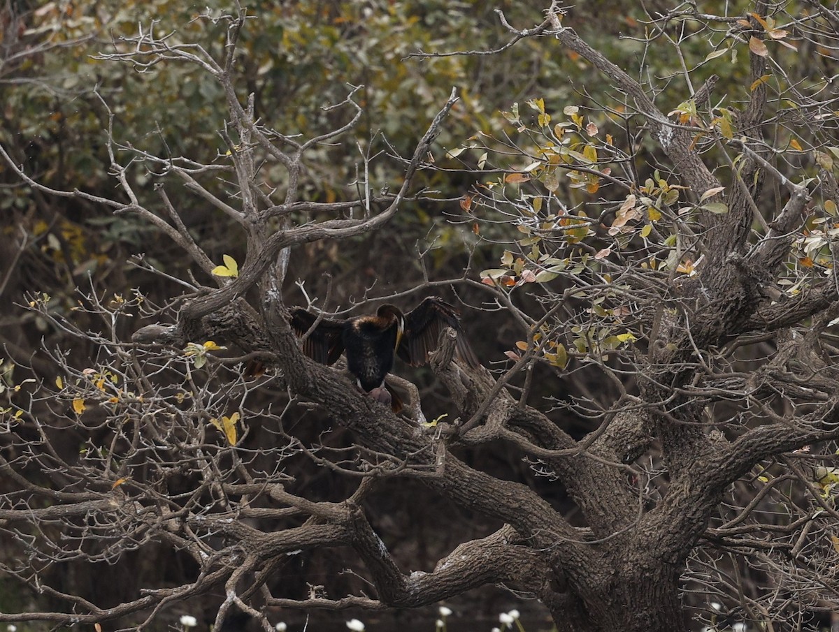 Australasian Darter - ML622173552