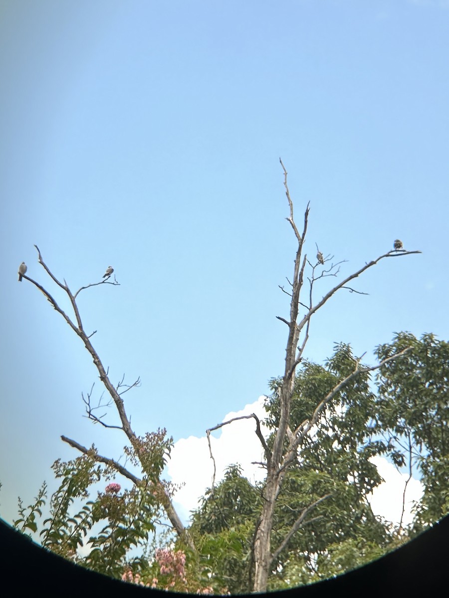 ミシシッピートビ - ML622173569