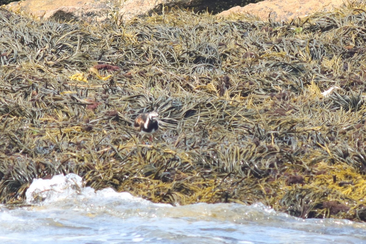 Ruddy Turnstone - ML622173587