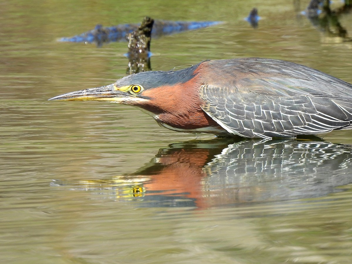 Green Heron - Kiandra Mitchell