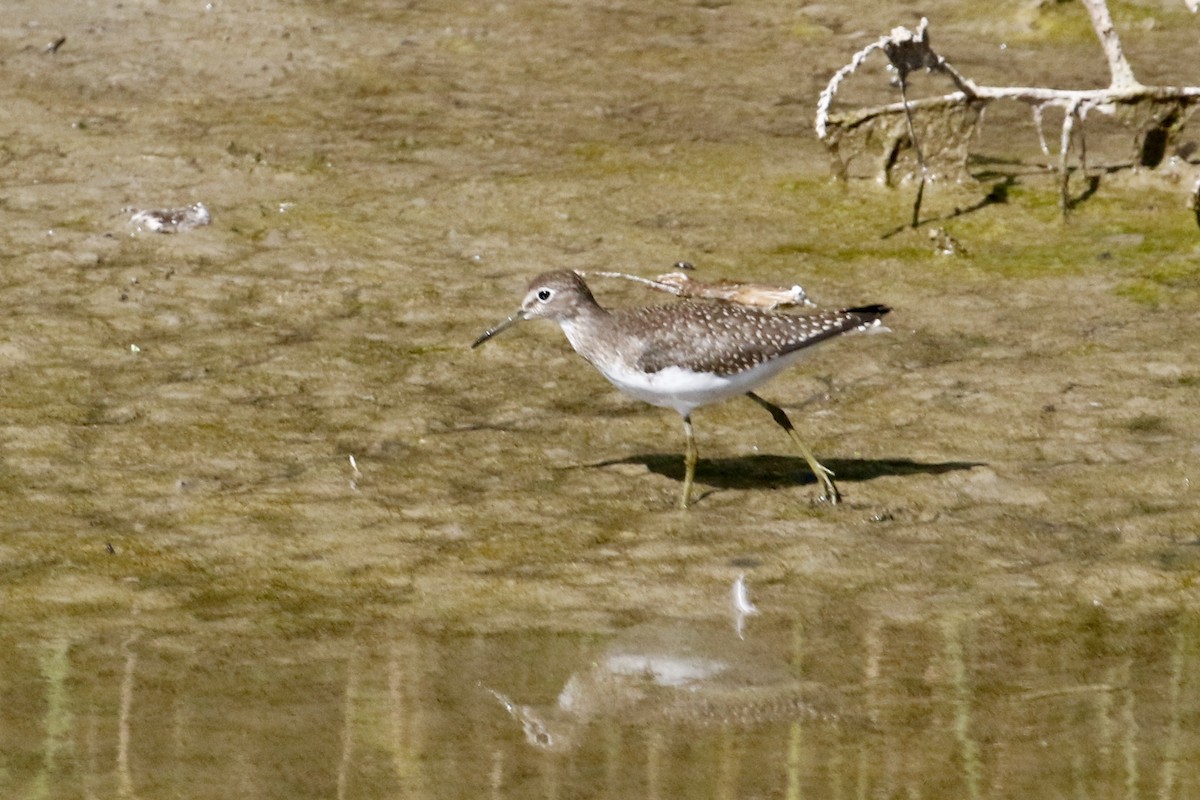 Solitary Sandpiper - ML622173636