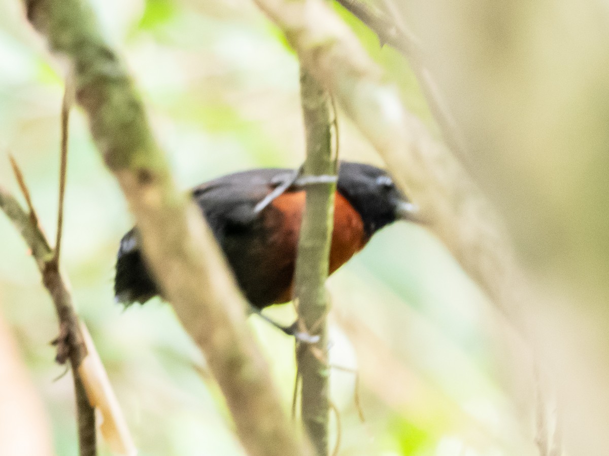 Black Bushbird - ML622173715