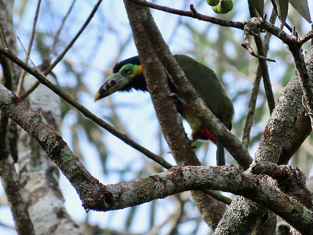 Spot-billed Toucanet - ML622173747