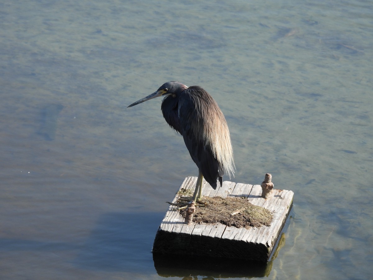 Tricolored Heron - Heather Bullock