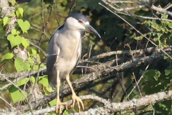 Black-crowned Night Heron - Duane Yarbrough