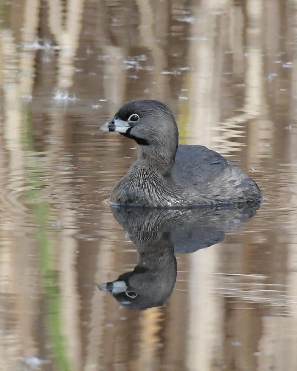 Pied-billed Grebe - ML622173996