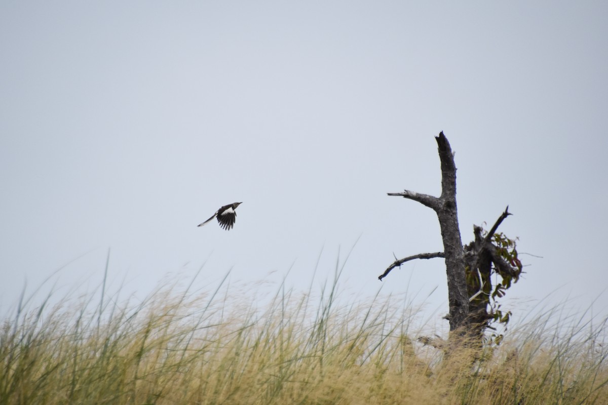 Northern Mockingbird - ML622174020