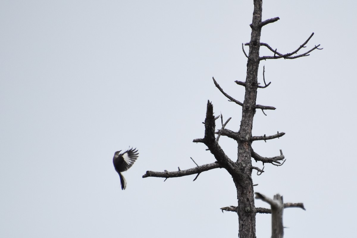 Northern Mockingbird - ML622174037