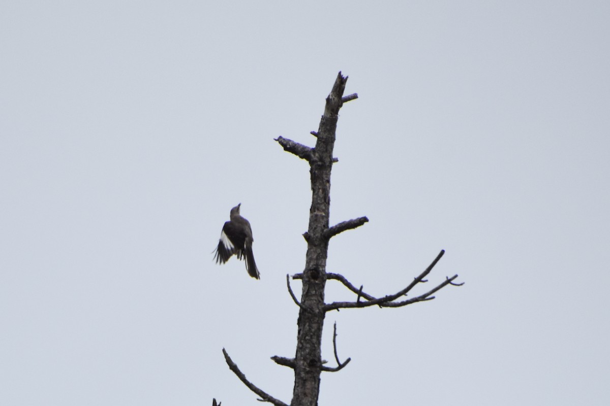 Northern Mockingbird - ML622174047