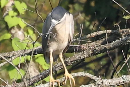 Black-crowned Night Heron - Duane Yarbrough