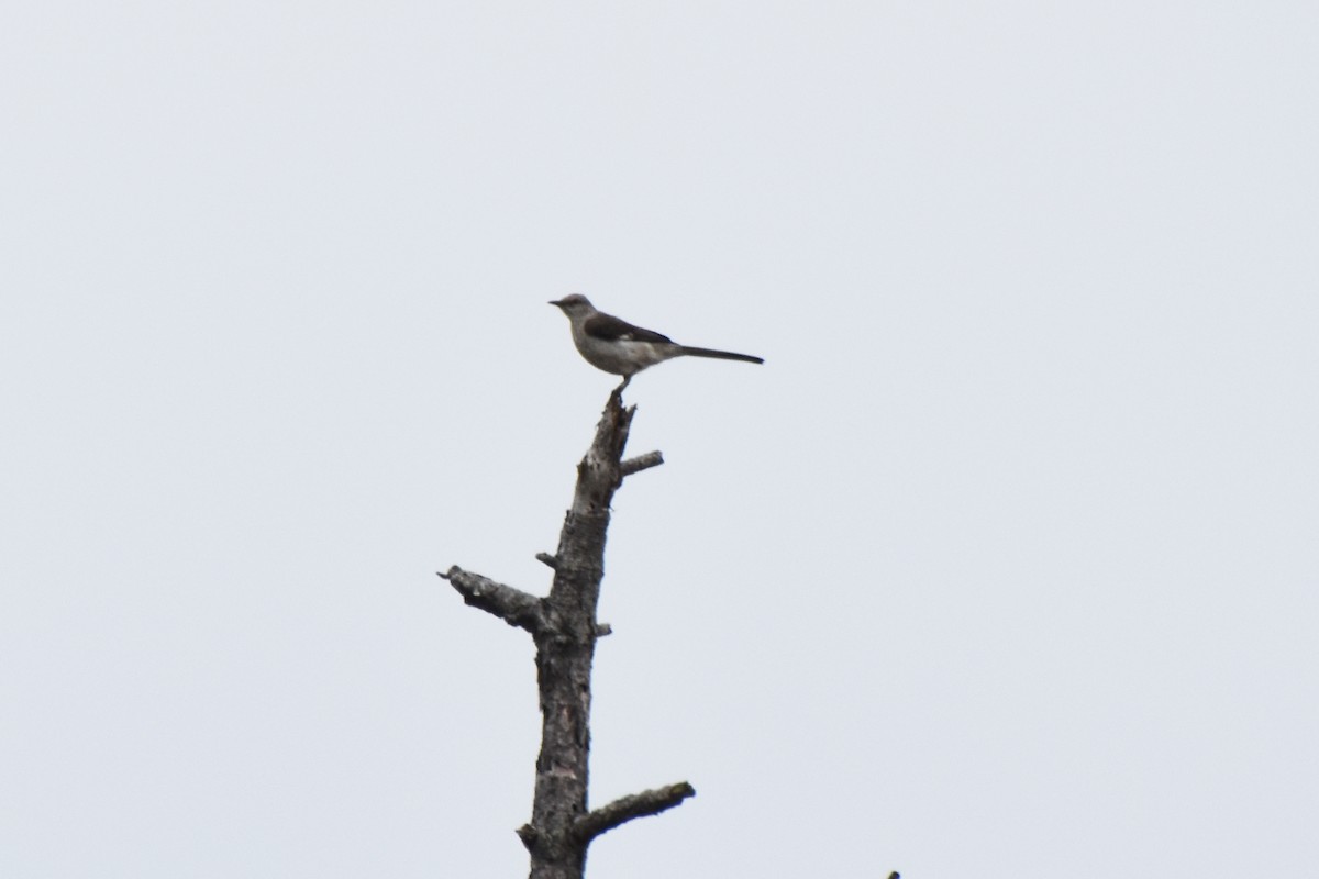 Northern Mockingbird - ML622174056