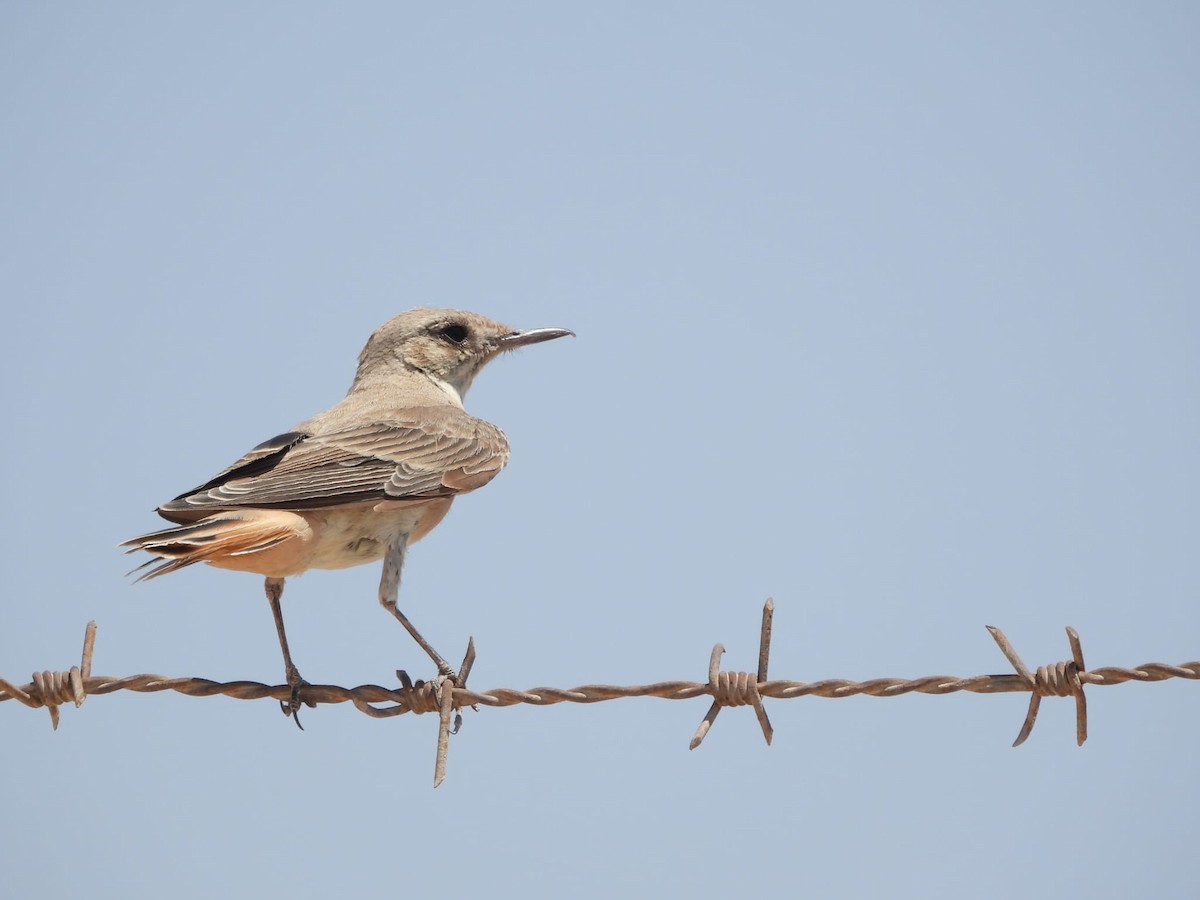 Hooded Wheatear - ML622174098