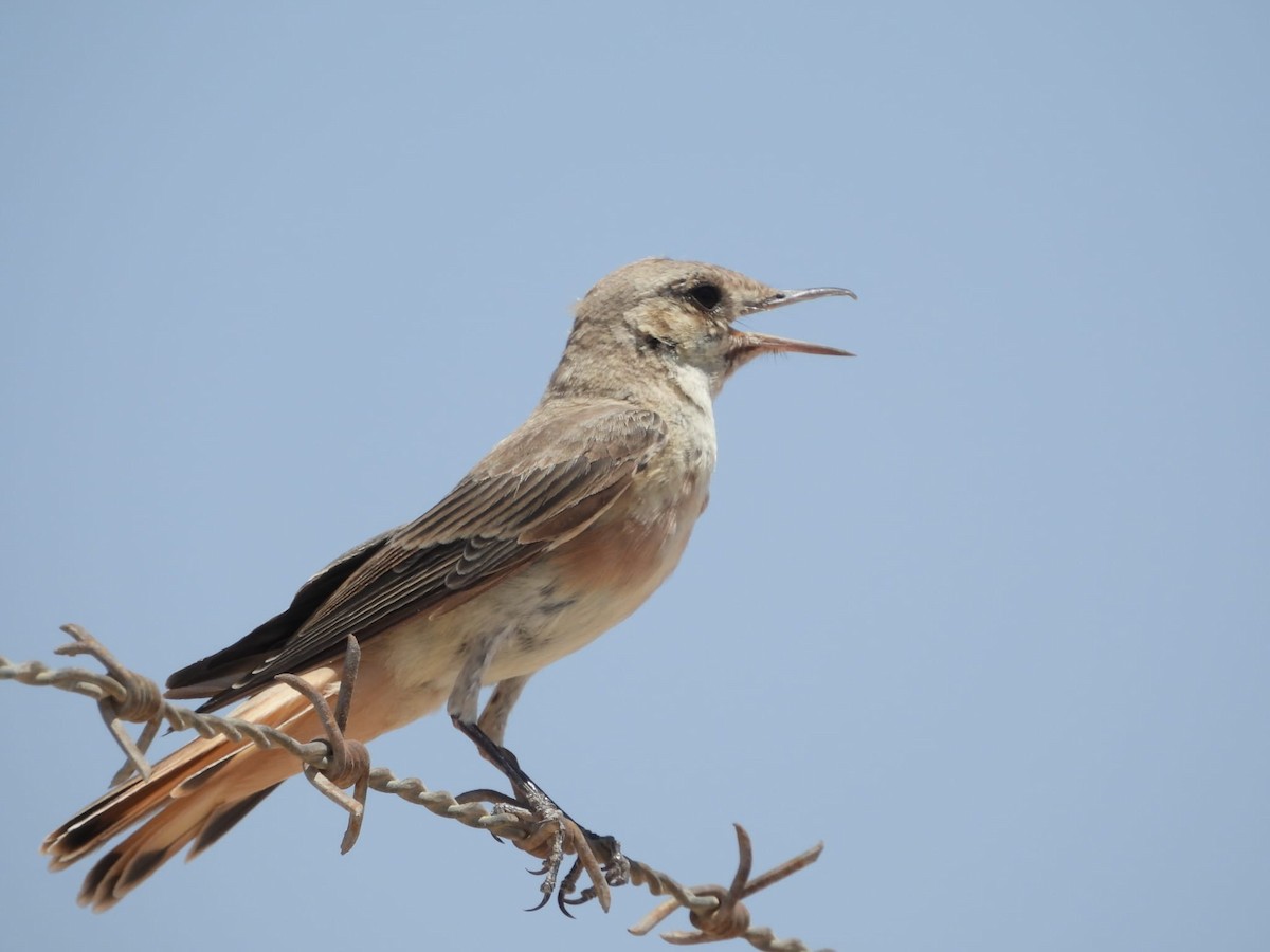 Hooded Wheatear - Shalev Tal