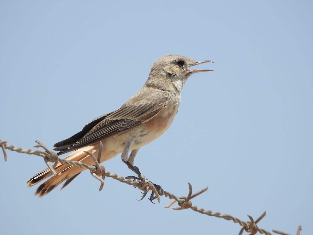 Hooded Wheatear - ML622174100