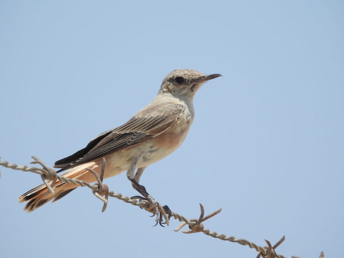 Hooded Wheatear - Shalev Tal