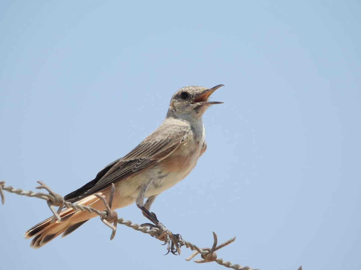 Hooded Wheatear - ML622174102