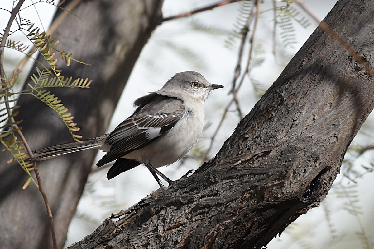 Northern Mockingbird - ML622174131